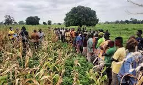 பயிறு வகை பயிர்கள், நிலக்கடலை பயிரில் ரைசோபியம் உயிர் உரம் பயன்பாடு