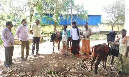 12 மாடுகளின் உரிமையாளர்களுக்கு தலா ரூ.250 அபராதம்