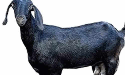 சுவர்களுக்கு இடையே சிக்கி தவித்த ஆடு