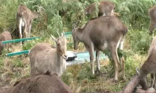 வரையாடு இனத்தைப் பாதுகாக்க ரூ.25.14 கோடி செலவில் நீலகிரி வரையாடு திட்டம் - தமிழக அரசு அரசாணை