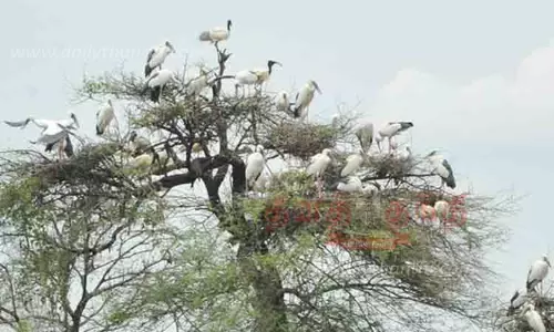 வேட்டங்குடி பறவைகள் சரணாலயத்தில் குவிந்த வெளிநாட்டு பறவைகள்