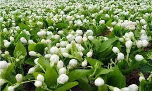 சத்தி மார்க்கெட்டில்மல்லிகைப்பூ கிலோ ரூ.980-க்கு ஏலம்