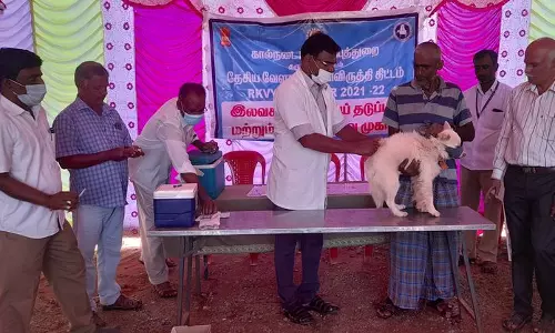 மொரப்பூரில்வெறிநோய் தடுப்பூசி சிறப்பு முகாம்