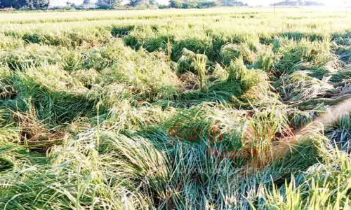 நெற்பயிர்களை சேதப்படுத்திய காட்டுப்பன்றிகள் நெற்பயிர்களை சேதப்படுத்திய காட்டுப்பன்றிகள்