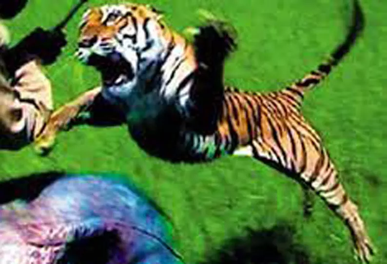 சந்திராப்பூரில் புலி தாக்கி பெண் பலி