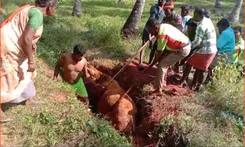 பொள்ளாச்சி அருகே உரக்கிடங்கில் தவறி விழுந்த பசுமாடு மீட்பு