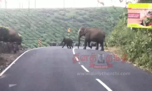 வால்பாறையில் சாலையோரங்களில் காட்டு யானைகள் முகாம்-வனத்துறையினர் ரோந்துப்பணியில் ஈடுபட கோரிக்கை