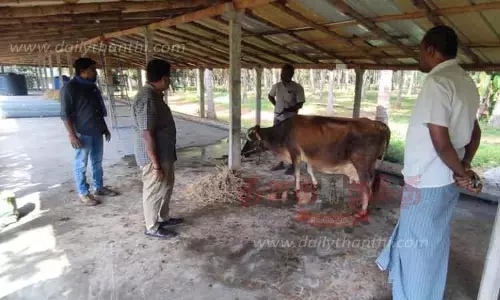 பொள்ளாச்சி பகுதிகளில் வேகமாக பரவுகிறது: அம்மை நோய் தாக்கி 8 மாடுகள் சாவு-இழப்பீடு வழங்க விவசாயிகள் வலியுறுத்தல்