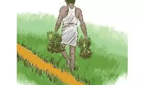 விவசாயிகளுக்கு மானிய விலையில் உளுந்து, பச்சைப்பயறு விதை