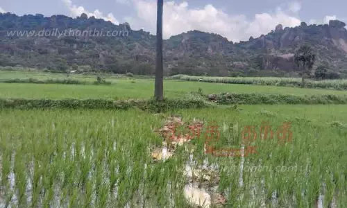 நெற்பயிரை சேதப்படுத்திய யானை நெற்பயிரை சேதப்படுத்திய யானை