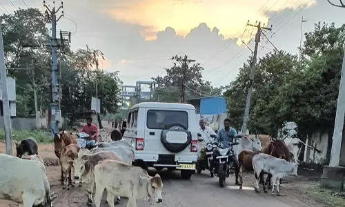 சாலைகளில் சுற்றித்திரியும் கால்நடைகளால் பொதுமக்கள் அவதி