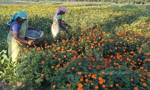 செவ்வந்தி பூக்கள் பறிக்கும் பணி