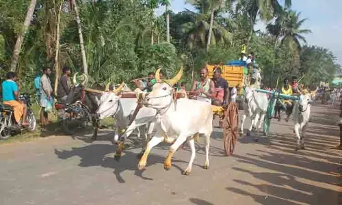 அரிமளத்தில் மாட்டு வண்டி பந்தயம் அரிமளத்தில் மாட்டு வண்டி பந்தயம்