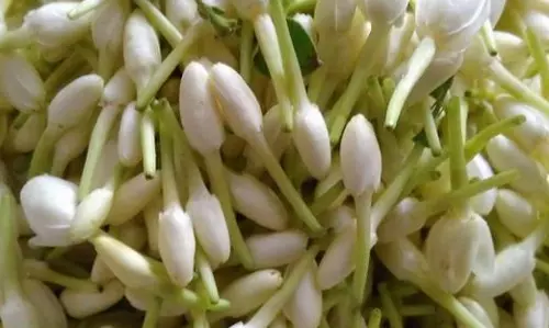 முல்லை பூ கிலோ ரூ.1,500- க்கு விற்பனை
