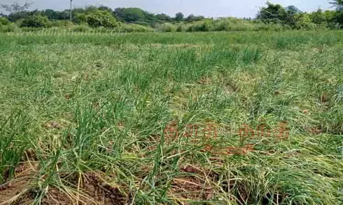 திருகல் நோயால் சின்ன வெங்காயம் விளைச்சல் பாதிப்பு திருகல் நோயால் சின்ன வெங்காயம் விளைச்சல் பாதிப்பு