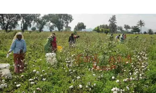பருத்தி பஞ்சு அறுவடை
