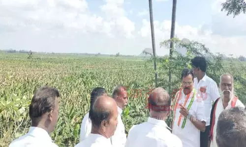 இலை கருகல் நோய் பாதித்த வாழைகளை ரூபி மனோகரன் எம்.எல்.ஏ. பார்வையிட்டார் இலை கருகல் நோய் பாதித்த வாழைகளை ரூபி மனோகரன் எம்.எல்.ஏ. பார்வையிட்டார்