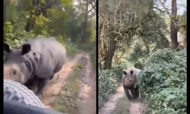 அசாம்: தேசிய பூங்காவில் சுற்றுலா பயணிகளின் வாகனத்தை துரத்திய காண்டாமிருகம் - வைரலாகும் வீடியோ அசாம்: தேசிய பூங்காவில் சுற்றுலா பயணிகளின் வாகனத்தை துரத்திய காண்டாமிருகம் - வைரலாகும் வீடியோ