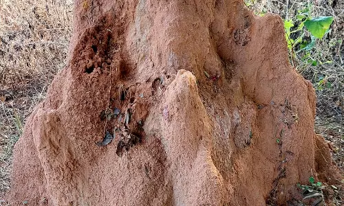 விநாயகர் வடிவில் உருவான புற்று; பக்தர்கள் வழிபாடு விநாயகர் வடிவில் உருவான புற்று; பக்தர்கள் வழிபாடு