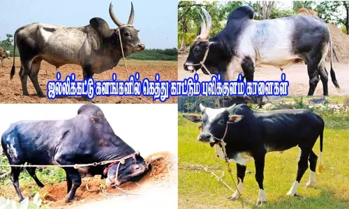 ஜல்லிக்கட்டு களங்களில் கெத்து காட்டும் புலிக்குளம் காளைகள்