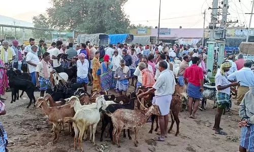 வரத்து குறைவால்களையிழந்த ஆண்டிப்பட்டி ஆட்டுச்சந்தை