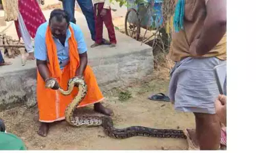 12 அடி நீளமுள்ள மலைப்பாம்பு பிடிபட்டது 12 அடி நீளமுள்ள மலைப்பாம்பு பிடிபட்டது