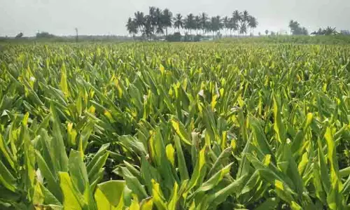 விவசாயிகளுக்கு கவலை அளிக்கும் மஞ்சள் சாகுபடி