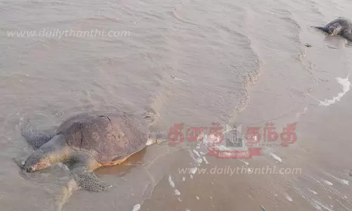 இறந்து கரை ஒதுங்கிய ஆலிவர் ரெட்லி ஆமைகள்