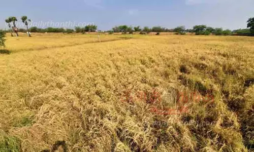 தண்ணீரின்றி கருகும் நெற்பயிர்கள் தண்ணீரின்றி கருகும் நெற்பயிர்கள்
