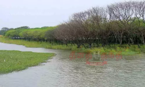 பறவைகள் இன்றி காணப்படும் தேர்த்தங்கல் சரணாலயம்