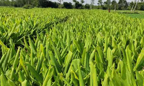 மஞ்சள் சாகுபடிக்கு ஊக்கம் அளிக்க வேண்டும்