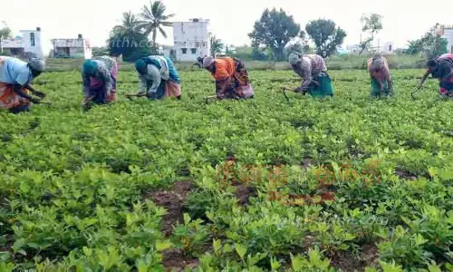 நிலக்கடலை செடிகளில் களை எடுக்கும் பணி