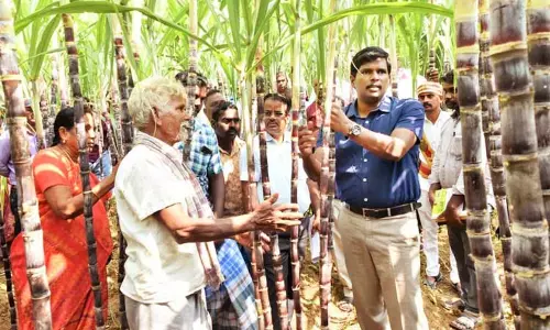 கரும்பு கொள்முதல் தொகை விவசாயிகளின் வங்கிக்கணக்கில் நேரடியாக செலுத்தப்படும் கலெக்டர் தகவல் கரும்பு கொள்முதல் தொகை விவசாயிகளின் வங்கிக்கணக்கில் நேரடியாக செலுத்தப்படும் கலெக்டர் தகவல்