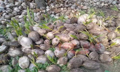 நெகமம் பகுதியில் தோட்டங்களில் இருப்பில் இருந்த தேங்காய்கள் முளைத்தன-விவசாயிகள் வேதனை நெகமம் பகுதியில் தோட்டங்களில் இருப்பில் இருந்த தேங்காய்கள் முளைத்தன-விவசாயிகள் வேதனை