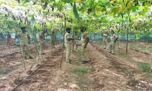 பொள்ளாச்சி அருகே பாகற்காய் அறுவடையில் வேளாண் கல்லூரி மாணவர்கள்