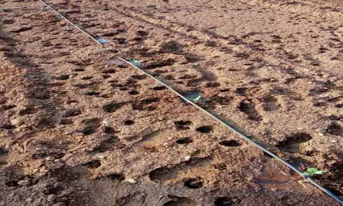 விவசாய நிலங்களில் புகுந்து பயிர்களை சேதப்படுத்திய காட்டுப்பன்றிகள்-உரிய நடவடிக்கை எடுக்க விவசாயிகள் வலியுறுத்தல் விவசாய நிலங்களில் புகுந்து பயிர்களை சேதப்படுத்திய காட்டுப்பன்றிகள்-உரிய நடவடிக்கை எடுக்க விவசாயிகள் வலியுறுத்தல்