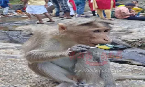 பிளாஸ்டிக்கை உட்கொள்ளும் வனவிலங்குகள்:பிளாஸ்டிக் பொருட்கள் கொண்டு செல்வதை தடுக்க நடவடிக்கை -சோதனைச்சாவடியில் கண்காணிப்பை தீவிரப்படுத்த வலியுறுத்தல் பிளாஸ்டிக்கை உட்கொள்ளும் வனவிலங்குகள்:பிளாஸ்டிக் பொருட்கள் கொண்டு செல்வதை தடுக்க நடவடிக்கை -சோதனைச்சாவடியில் கண்காணிப்பை தீவிரப்படுத்த வலியுறுத்தல்