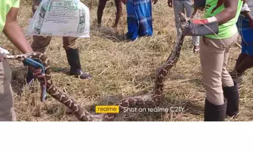 குடியிருப்பு பகுதியில் புகுந்த மலைப்பாம்பு பிடிபட்டது குடியிருப்பு பகுதியில் புகுந்த மலைப்பாம்பு பிடிபட்டது