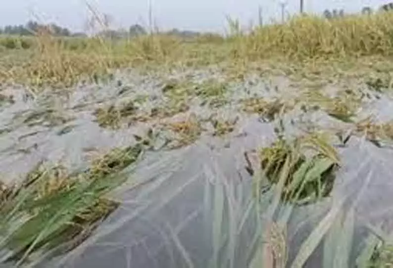 பட்சா அணை கால்வாயில் உடைப்பு- 25 ஹெக்டேர் வேளாண் பயிர்கள் நாசம் பட்சா அணை கால்வாயில் உடைப்பு- 25 ஹெக்டேர் வேளாண் பயிர்கள் நாசம்