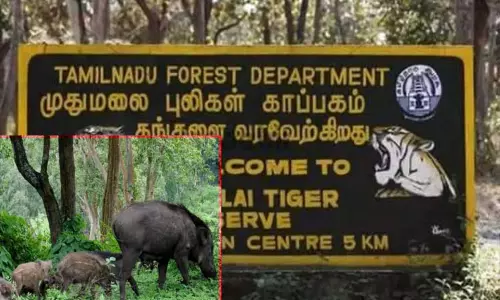 முதுமலை வனப்பகுதியில் ஆப்பிரிக்க பன்றிக்காய்ச்சலால் அடுத்தடுத்து உயிரிழந்த காட்டுப்பன்றிகள்