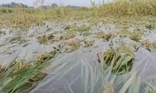 பட்சா அணை கால்வாயில் உடைப்பு- 25 ஹெக்டேர் வேளாண் பயிர்கள் நாசம்