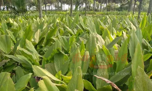 அறுவடைக்கு தயாரான மஞ்சள் குலைகள்