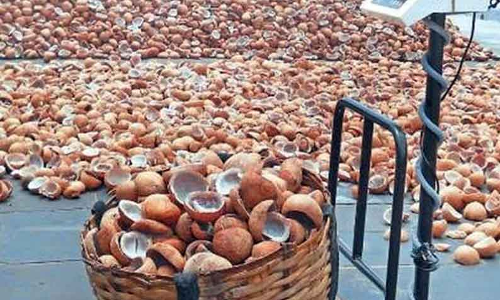 ரூ.6¾ லட்சத்திற்கு தேங்காய் பருப்பு ஏலம் ரூ.6¾ லட்சத்திற்கு தேங்காய் பருப்பு ஏலம்