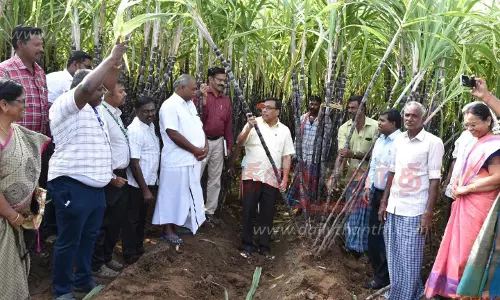 பொங்கல் பரிசு தொகுப்புக்கான கரும்பு கொள்முதல் பணி