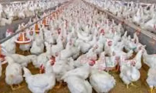 வளர் பருவ கோழிகளுக்கு தீவனத்தில் இரும்பு சத்தை பயன்படுத்த வேண்டும்ஆராய்ச்சி நிலையம் அறிவுறுத்தல்