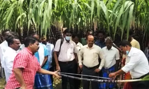 இன்ச் டேப் கொண்டு அளந்து கரும்பு கொள்முதல்....! விவசாயிகள் அதிர்ச்சி