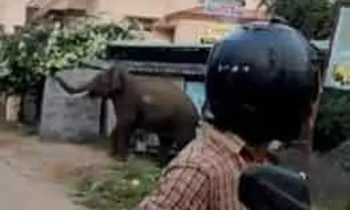 குடியிருப்பு பகுதியில் சுற்றித்திரிந்த காட்டு யானை குடியிருப்பு பகுதியில் சுற்றித்திரிந்த காட்டு யானை