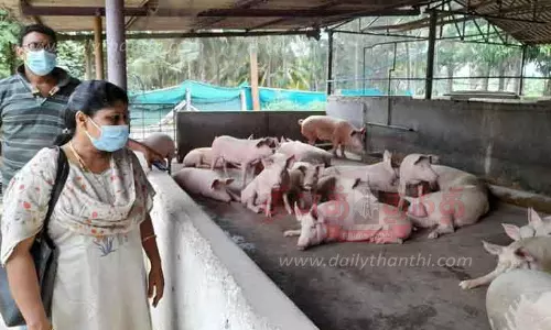 39 பன்றி பண்ணைகளில் கால்நடைத்துறையினர் ஆய்வு 39 பன்றி பண்ணைகளில் கால்நடைத்துறையினர் ஆய்வு