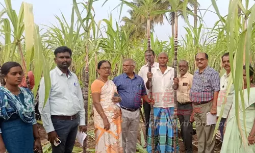 பொங்கல் கரும்பு கொள்முதல்: வேளாண்மை இணை இயக்குனர், வயல்களில் நேரில் ஆய்வு