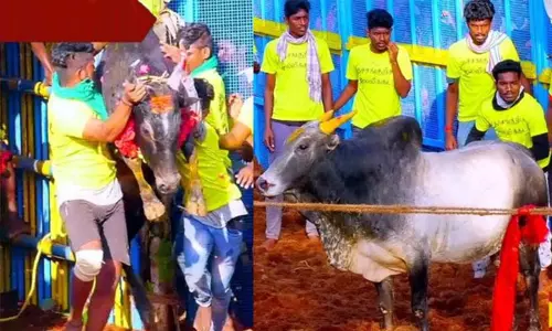 தச்சங்குறிச்சி ஜல்லிக்கட்டு: 5-ம் சுற்று நிறைவில் பெண் காவலர் உள்பட 52 பேருக்கு காயம்